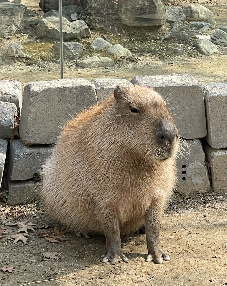 capybara-in-evenland